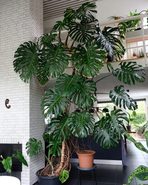 برگ انجیری،گیاهان سایهدوست