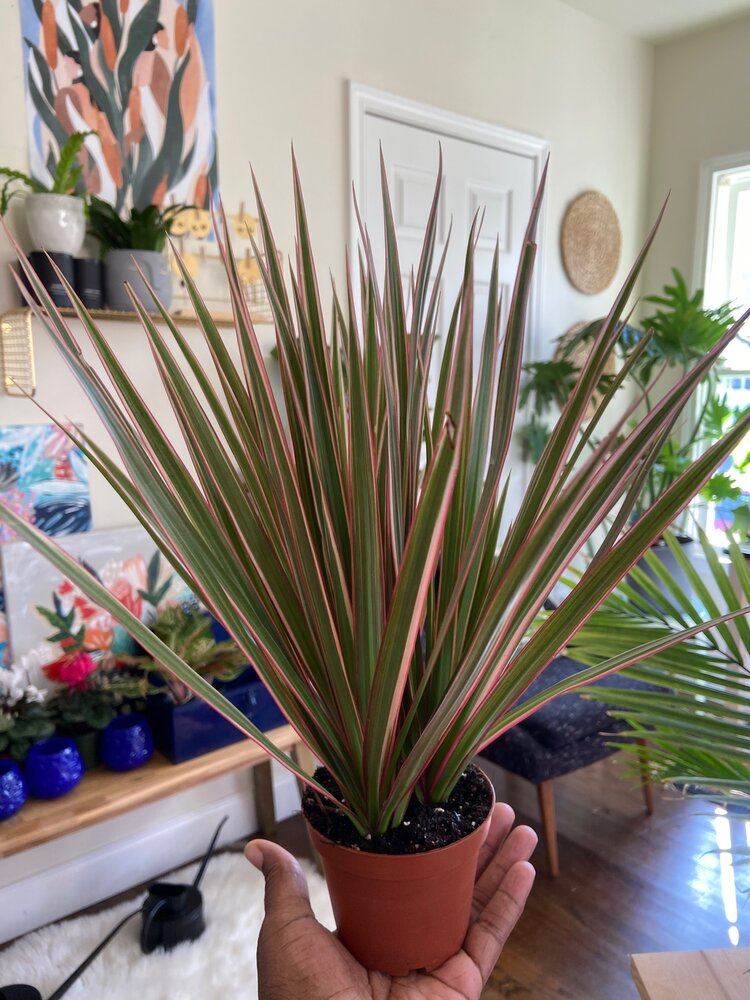 دراسانا،dracaena،گیاهان سایهدوست،سبزفن