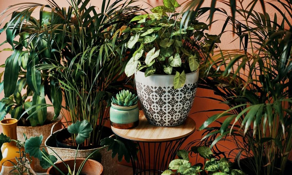 گیاهان سایه دوست،اصلی