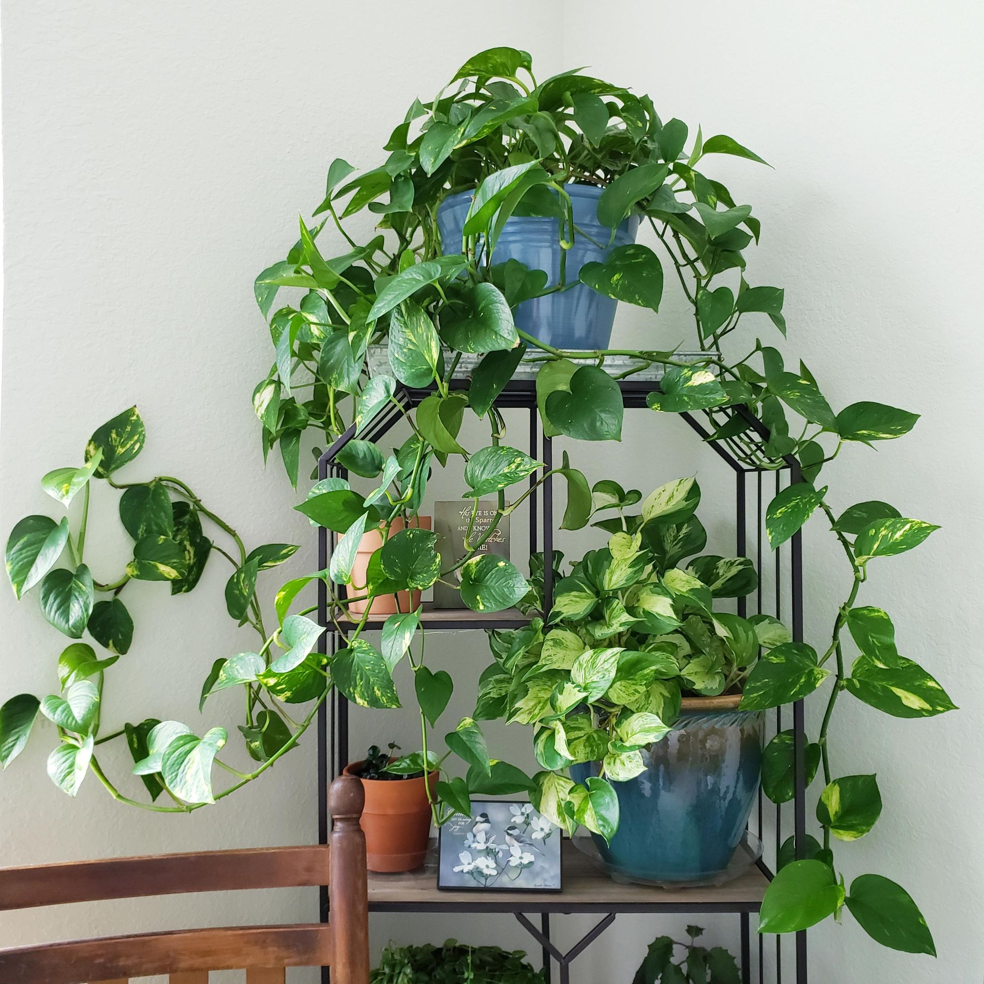 پتوس،pothos،گیاهان سایهدوست