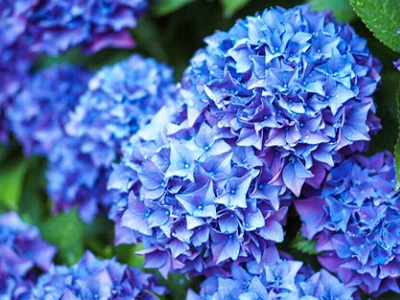 گل ادریسی،گلهای مناسب باغچه
