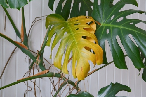 گیاه سرحال،