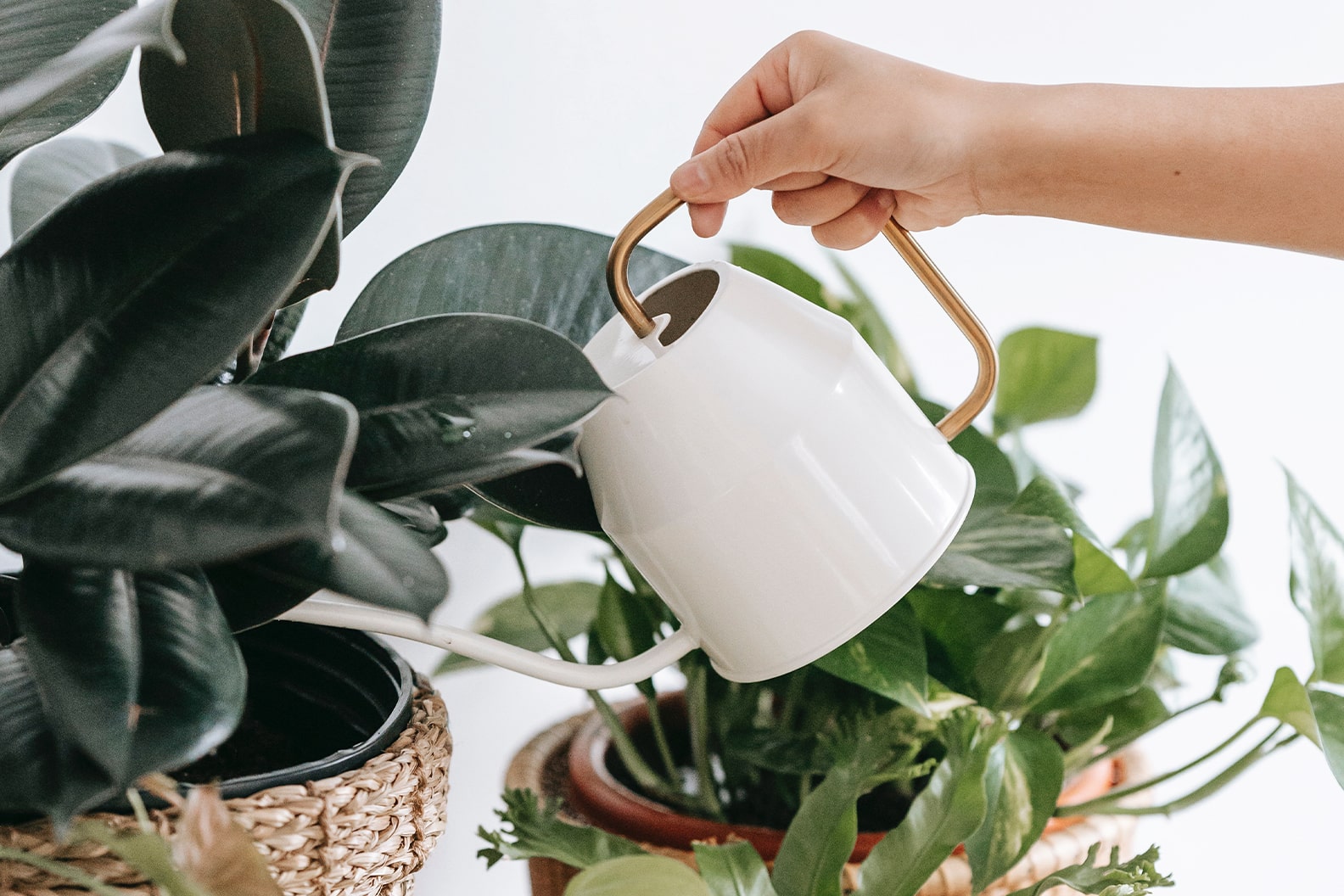 آب مورد نیاز گیاهان آپارتمانی و روش آن،بهترین زمان آبیاری گیاه در طول شبانه روز