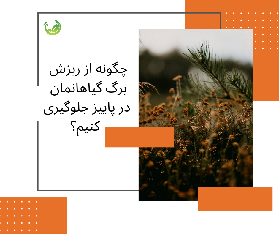 پاییز ،spring،سبزفن