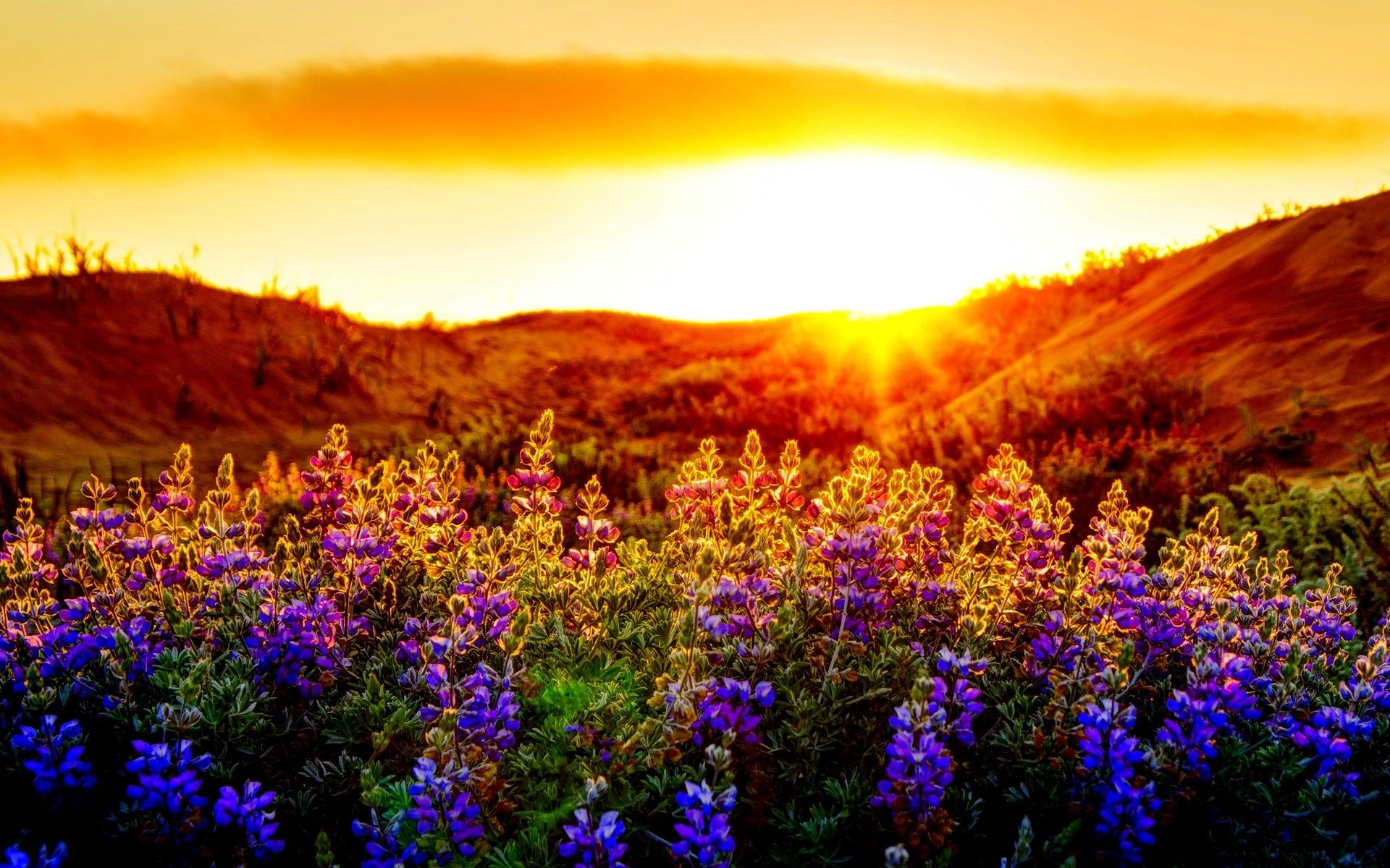 پاییز ،spring،سبزفن،نور