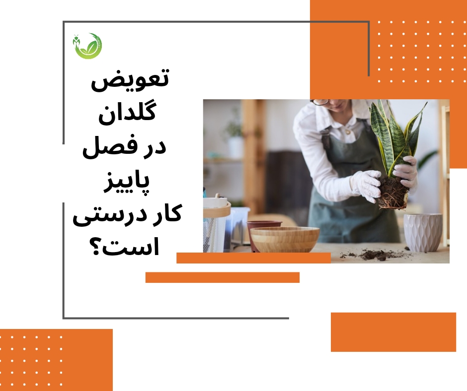 تعویض گلدان در فصل پاییز کار درستی است؟