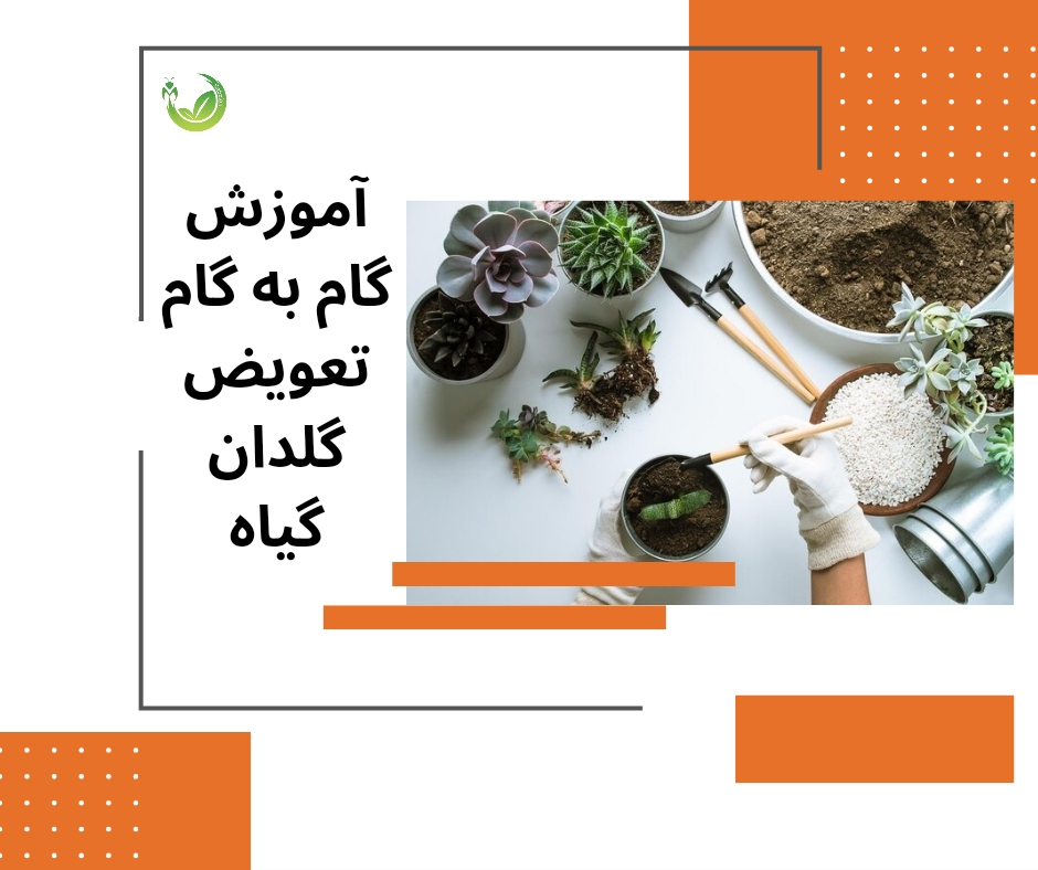 آموزش گام به گام تعویض گلدان گیاه