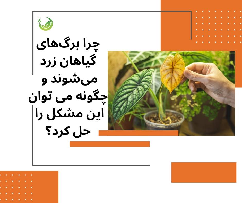 چرا برگهای گیاهان زرد میشوند و چگونه میتوان این مشکل را حل کرد؟
