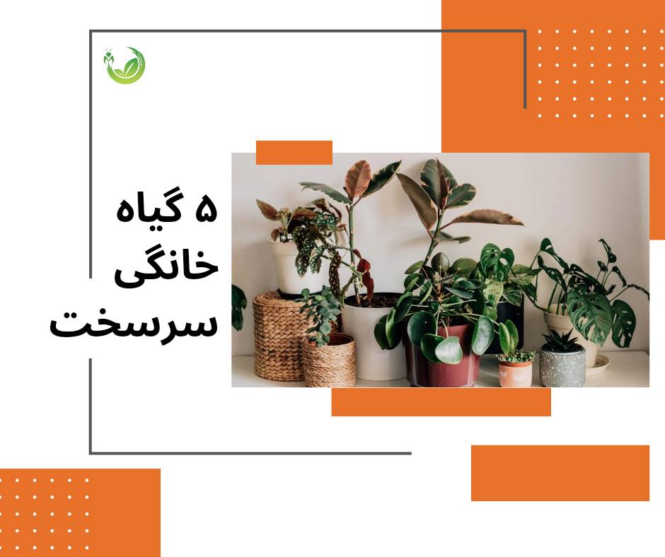5 گیاه سرسخت آپارتمانی