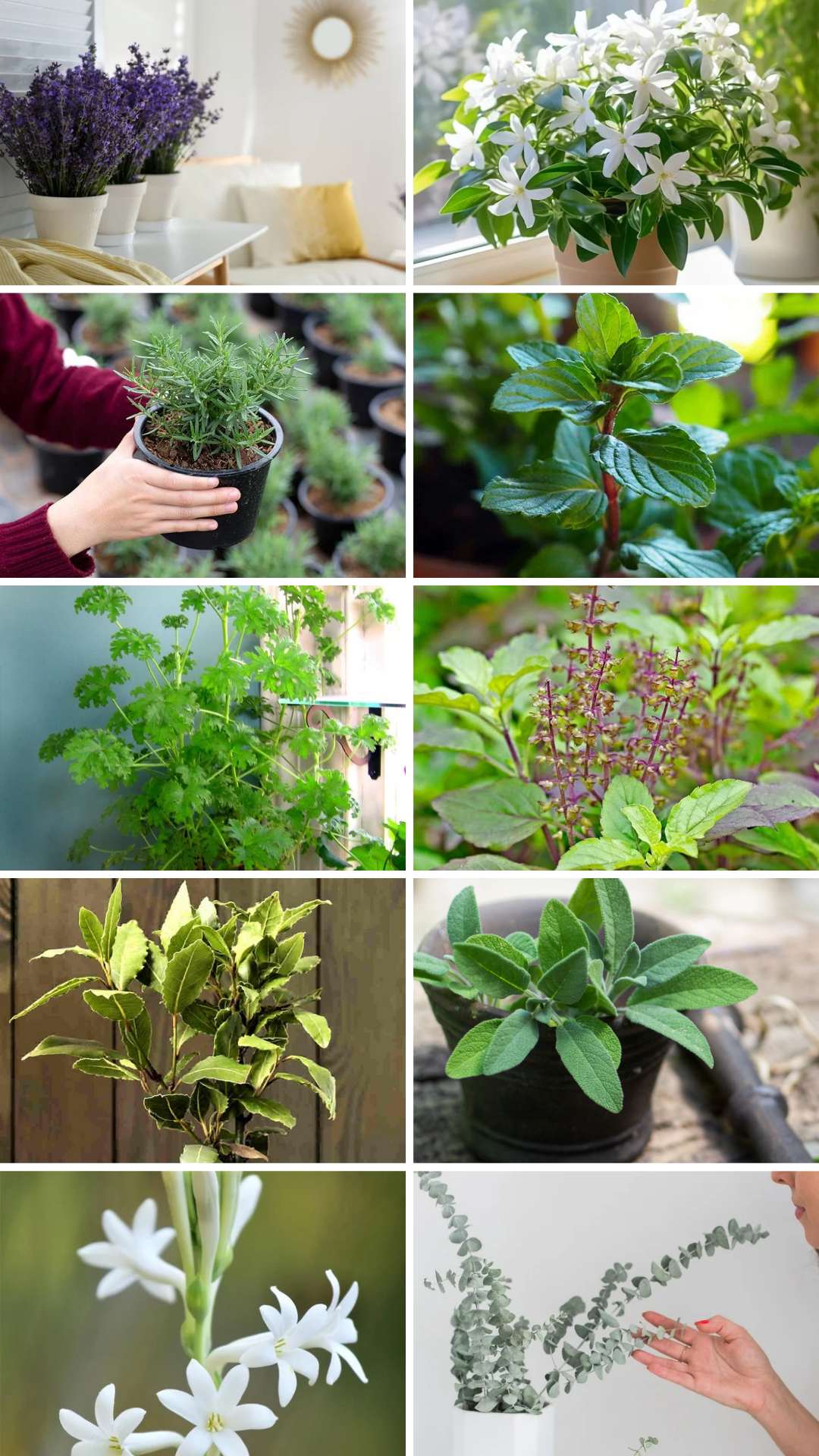 گیاهان خوشبو برای خانه،سبزفن