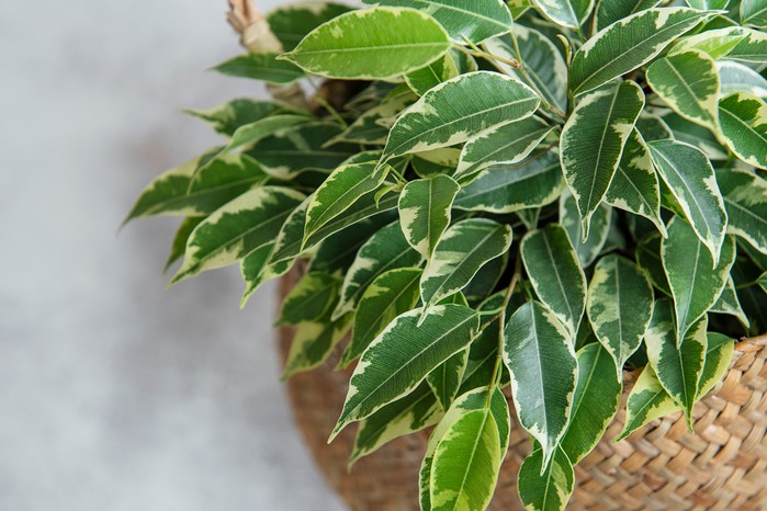 راهنمای مراقبت از بنجامین