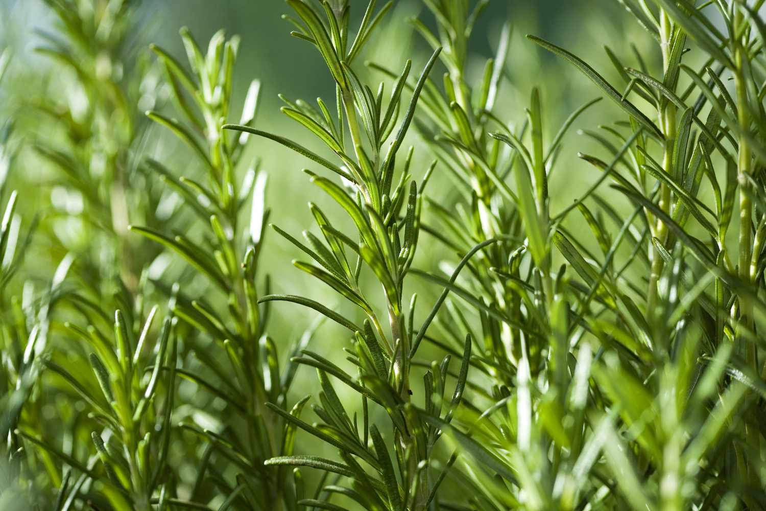 نگهداری رزماری، سبزفن